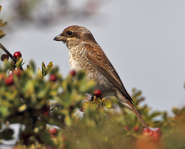 Red-backed Shrike