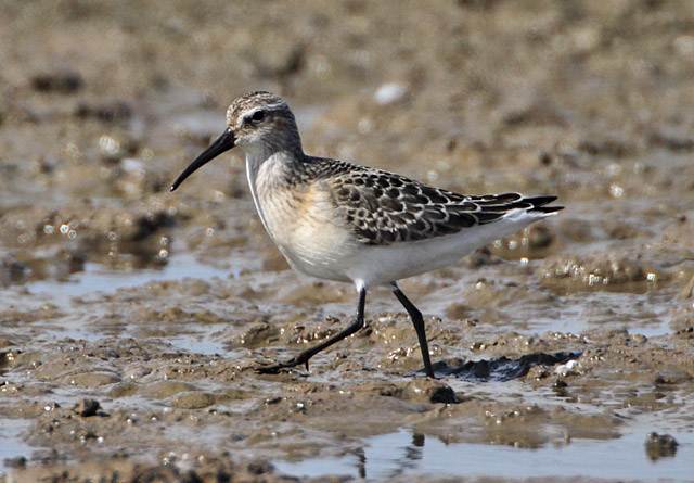 Curlew Sandpiper