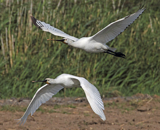 Spoonbill