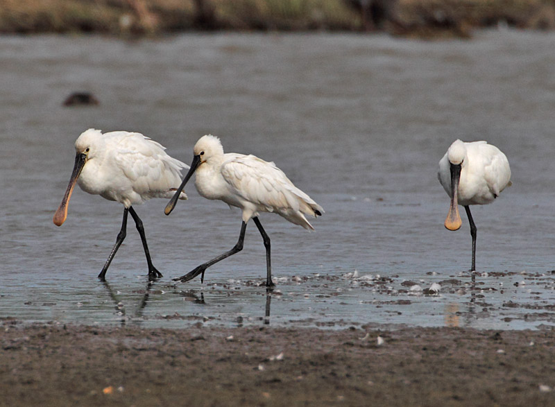 Spoonbill
