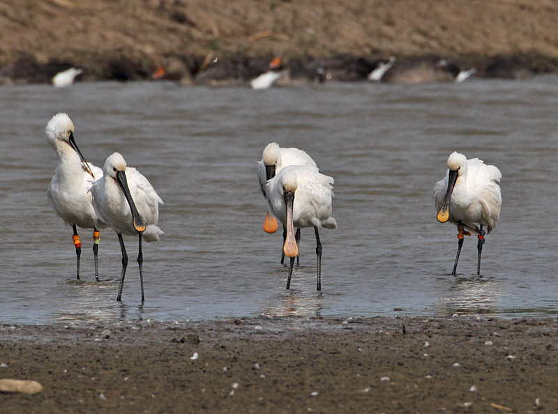 Spoonbill