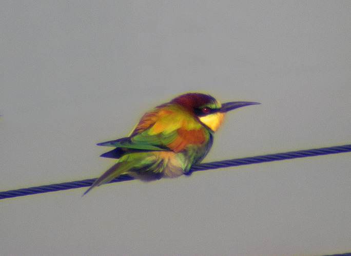 Bee-eater
