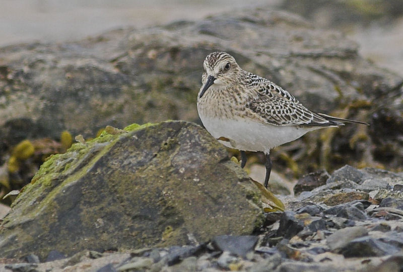 Baird's Sandpiper