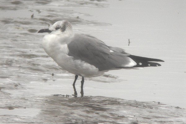 Laughing Gull