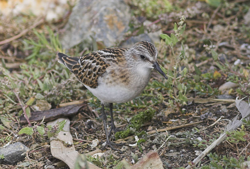 Little Stint