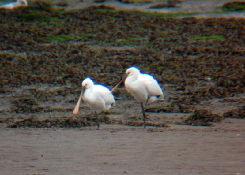 Spoonbill