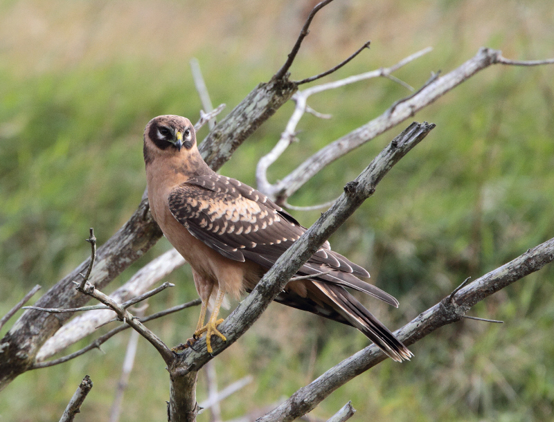 Pallid Harrier
