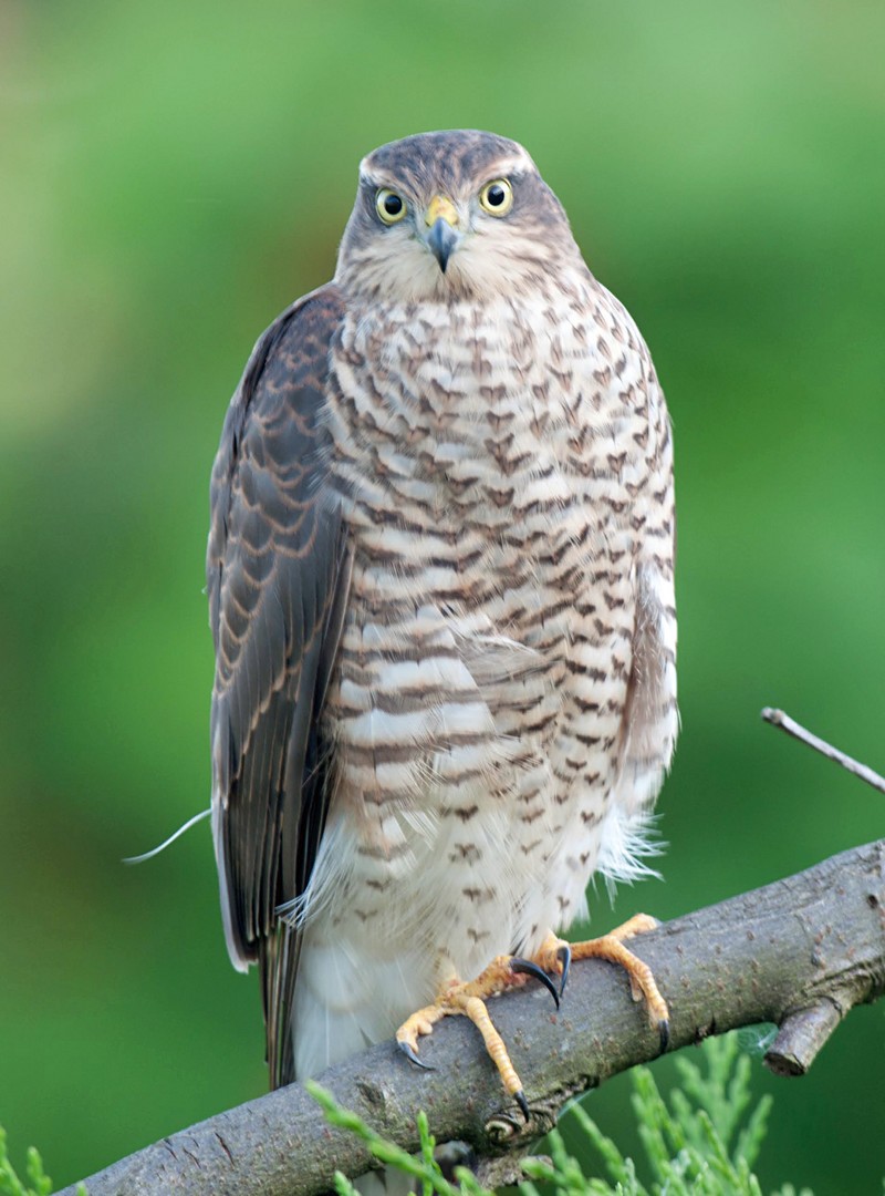 Sparrowhawk