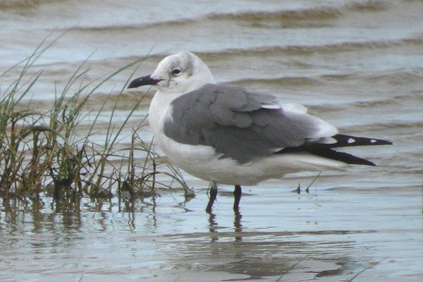Laughing Gull
