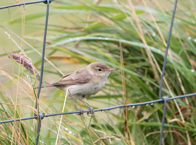 Booted Warbler