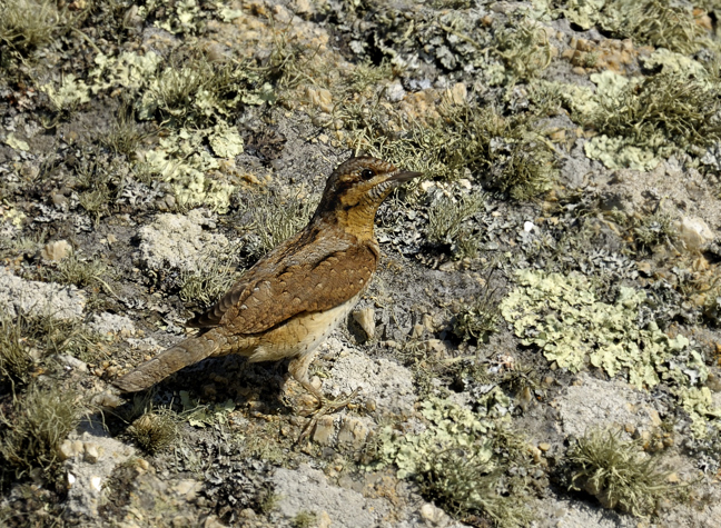 Wryneck
