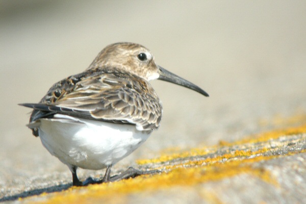 Dunlin