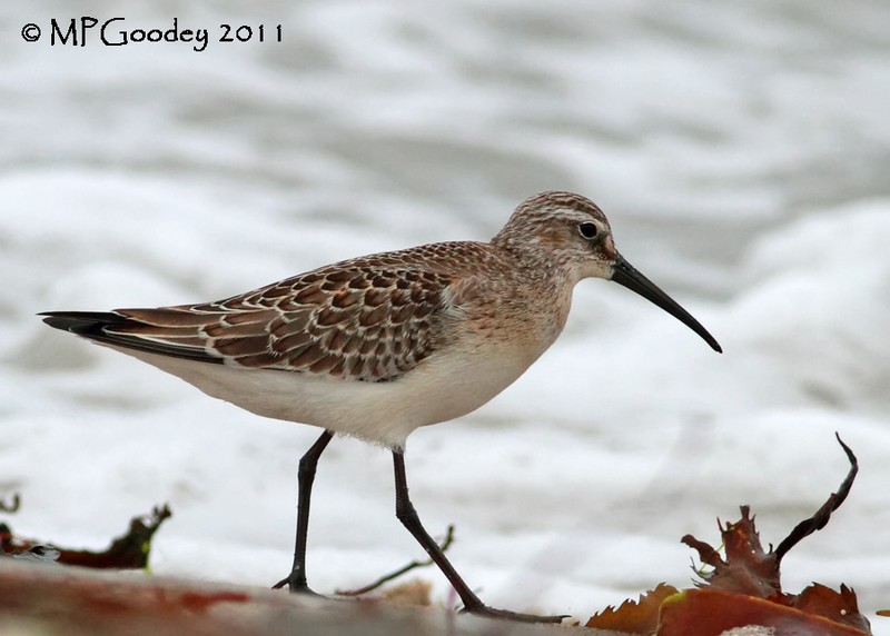 Curlew Sandpiper