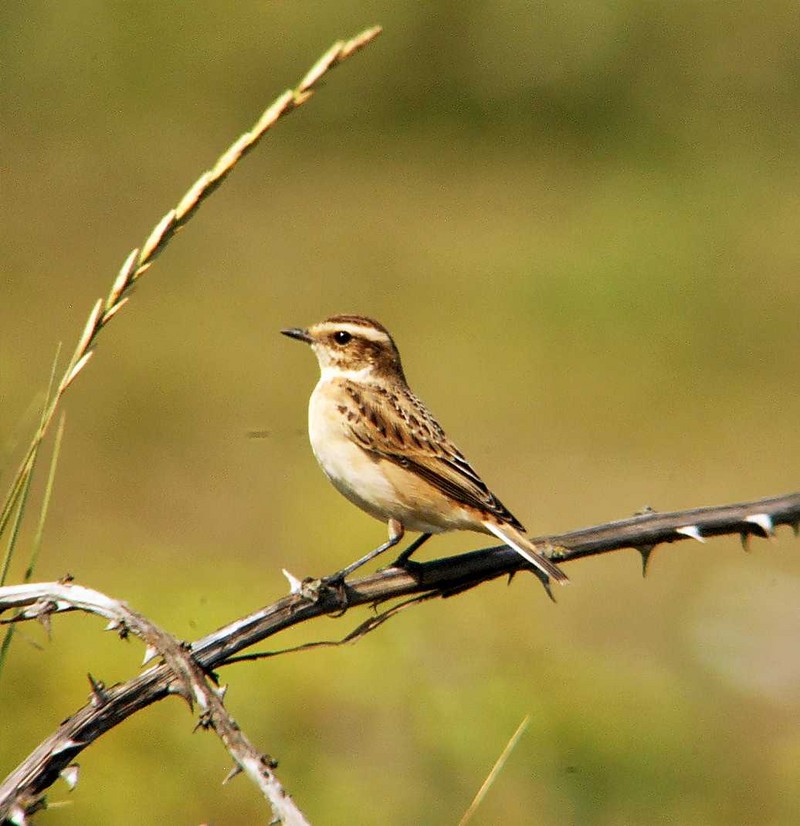 Whinchat