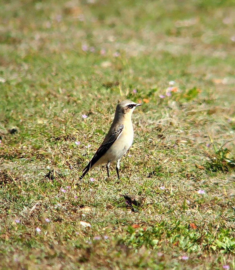 Wheatear