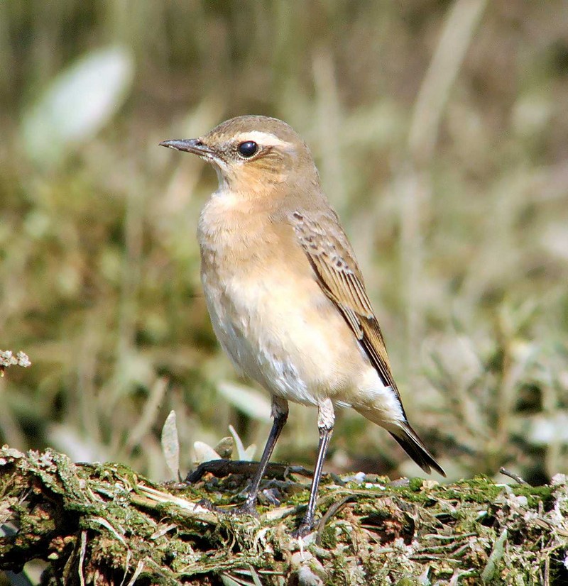 Wheatear