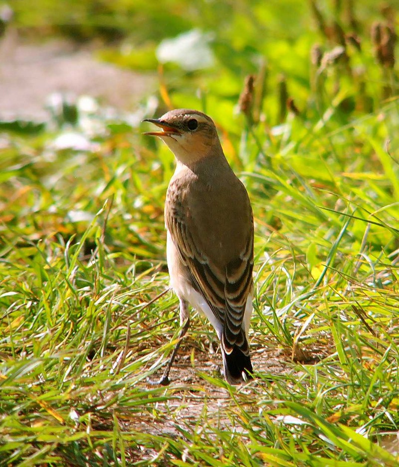 Wheatear