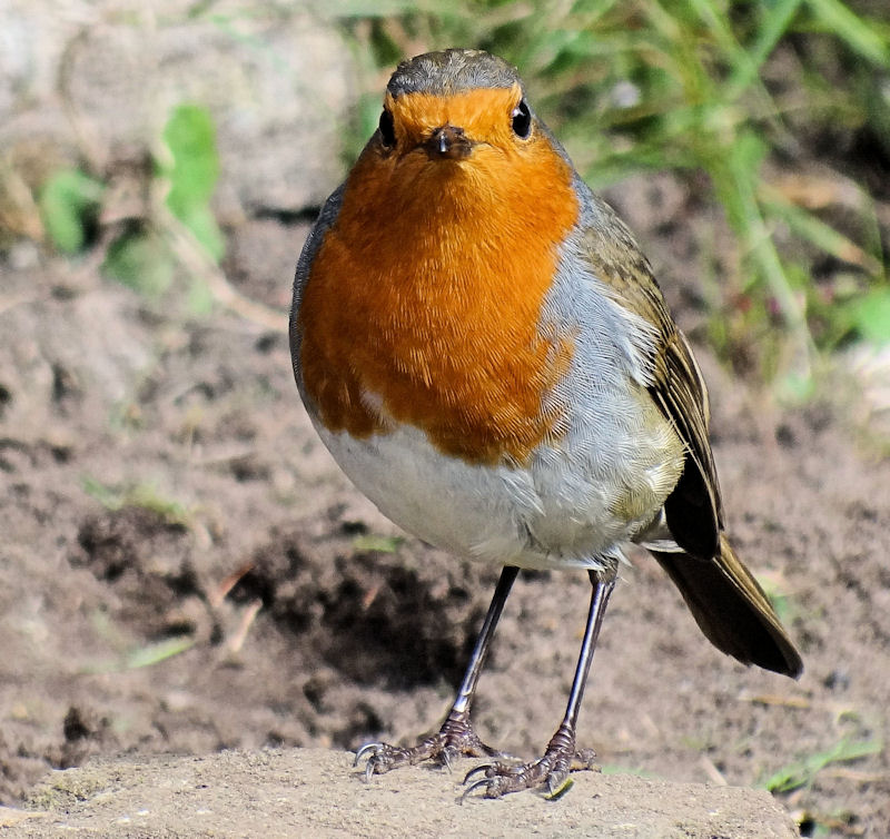 Robin