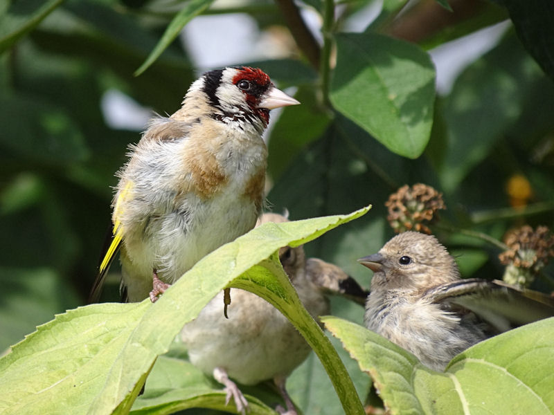 Goldfinch