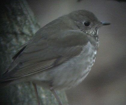 Grey-cheeked Thrush