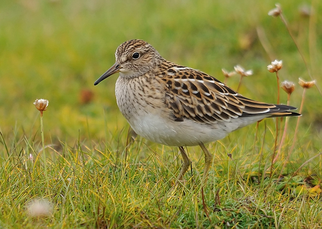 Pectoral Sandpiper