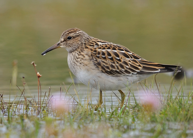 Pectoral Sandpiper