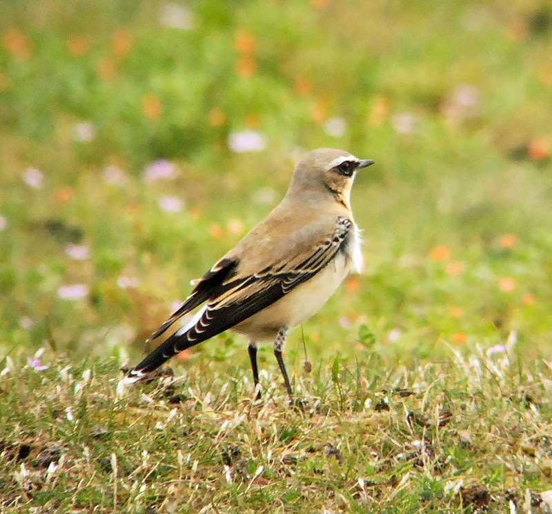 Wheatear
