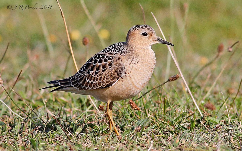 Buff-breasted Sandpiper