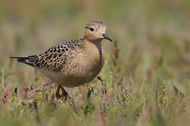 Buff-breasted Sandpiper
