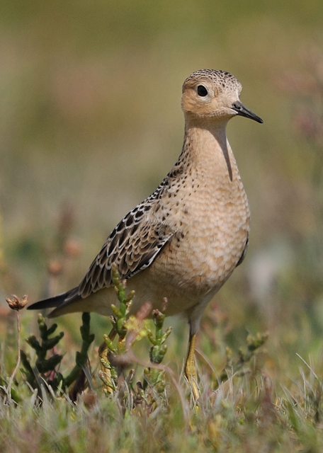 Buff-breasted Sandpiper