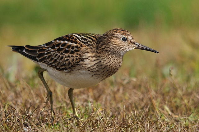 Pectoral Sandpiper