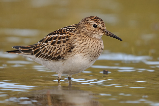 Pectoral Sandpiper