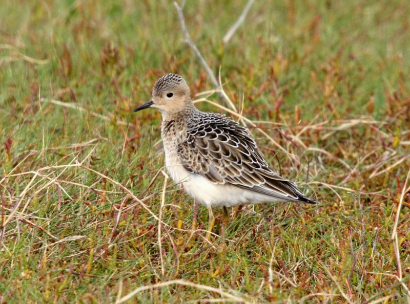 Buff-breasted Sandpiper