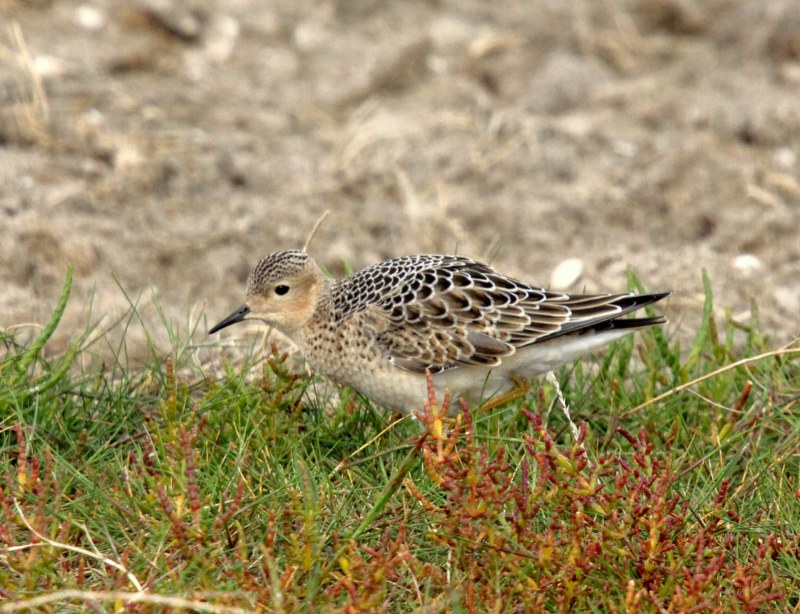 Buff-breasted Sandpiper