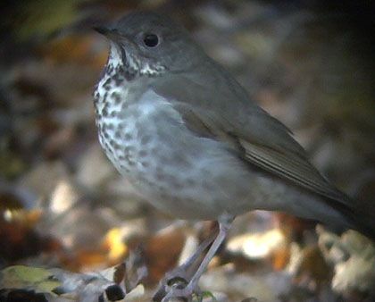 Grey-cheeked Thrush