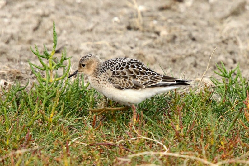 Buff-breasted Sandpiper
