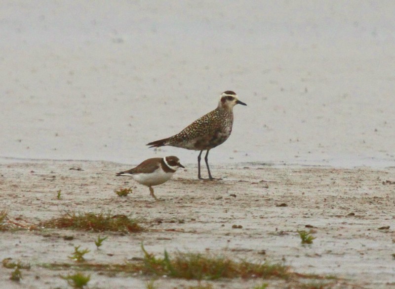 American Golden Plover