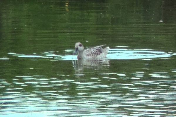 Marbled Duck