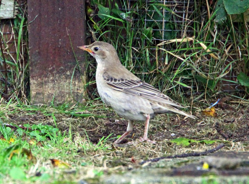 Rose-coloured Starling