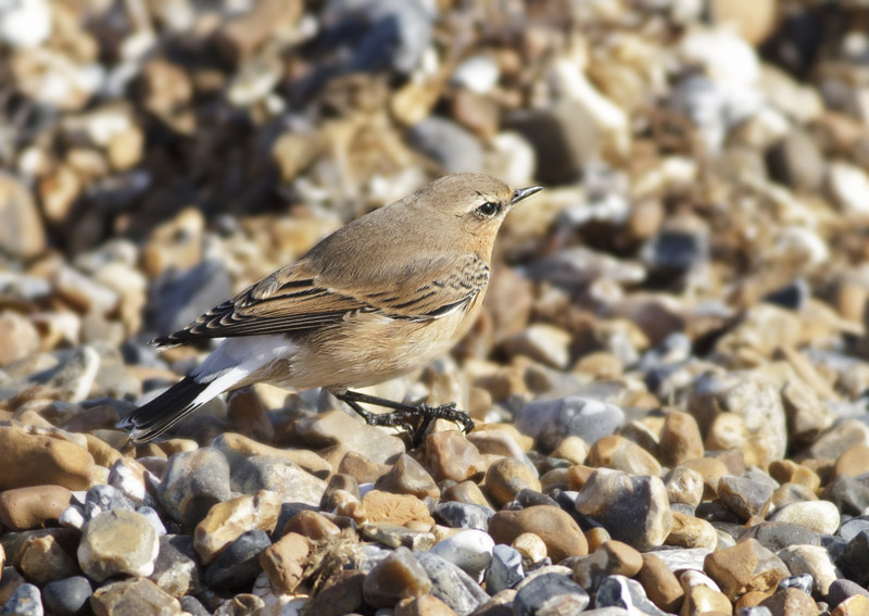 Wheatear
