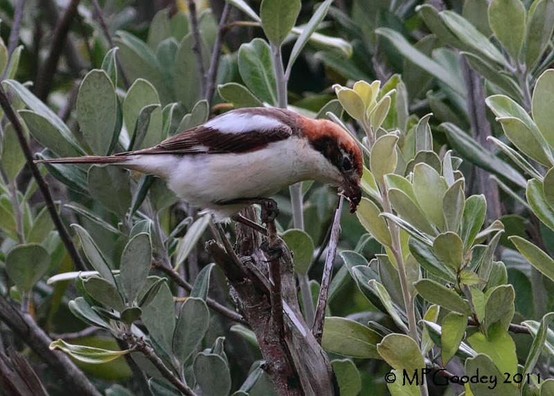 Woodchat Shrike