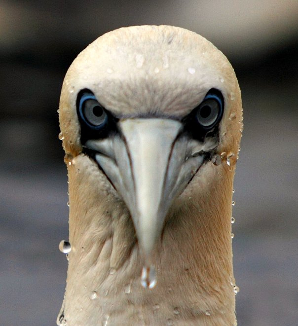 Gannet