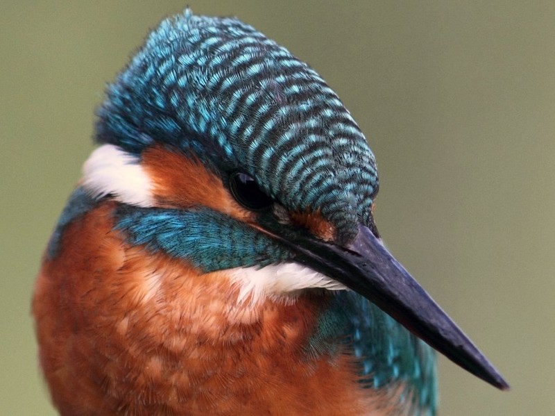 Kingfisher
