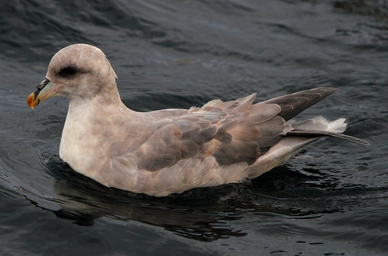Blue Fulmar