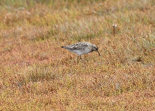 Sharp-tailed Sandpiper