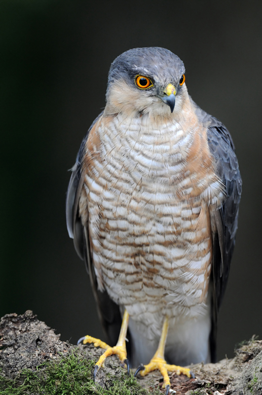 Sparrowhawk