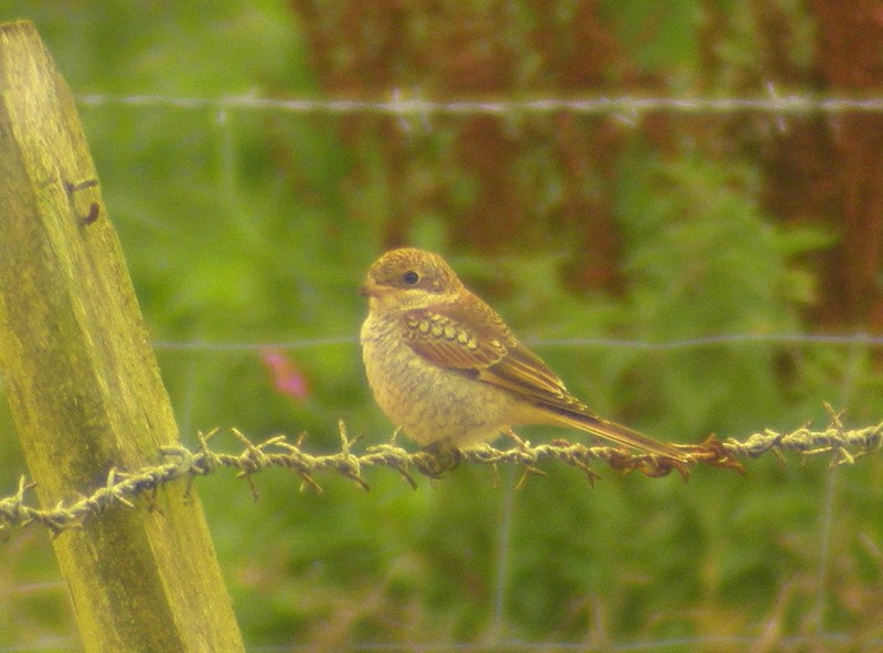 Woodchat Shrike