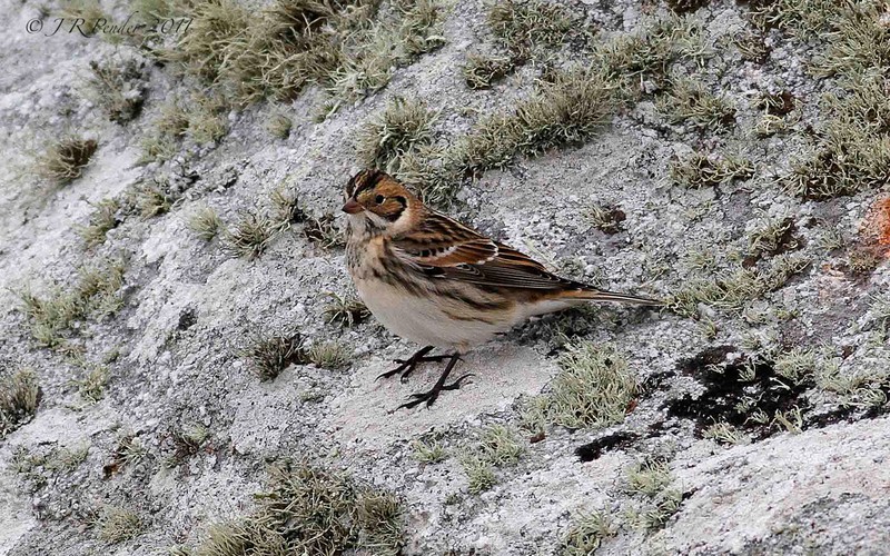 Lapland Bunting