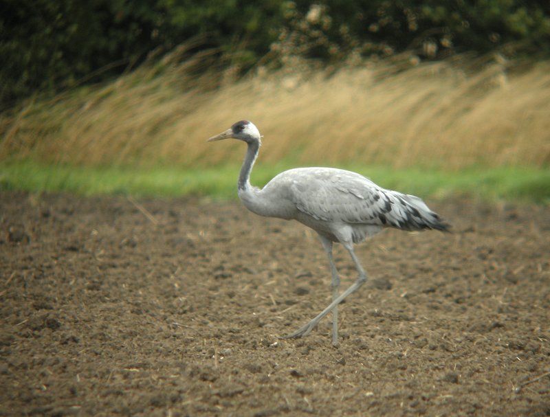 Common Crane