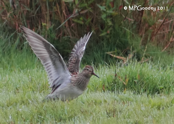 Pectoral Sandpiper
